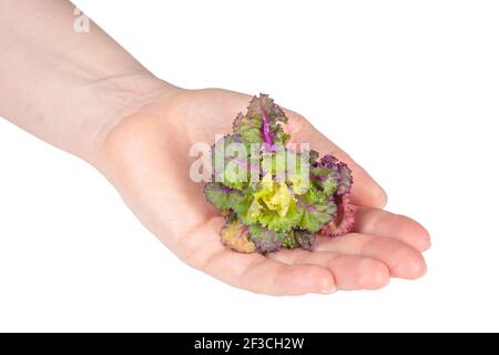 Fresco sano fior fiore isolato su sfondo bianco. Foto Stock