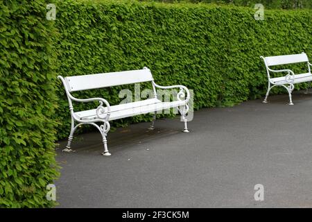 Panca di legno bianco in un parco verde vuoto. Parcheggia senza persone durante la chiusura. Foto Stock