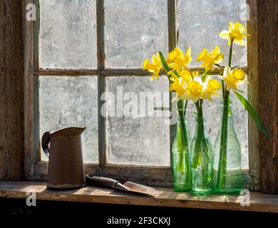 Tagliare i narcisi in vecchie bottiglie sul davanzale della vecchia casa. Foto Stock