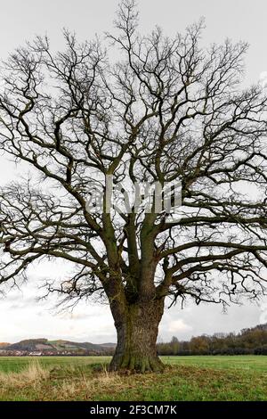 Una grande quercia vecchia nella valle di Werra a Herleshausen in autunno Foto Stock