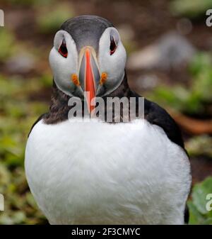 L'Atlantico puffins ad una colonia sulle isole Farne in Il Mare del Nord Foto Stock