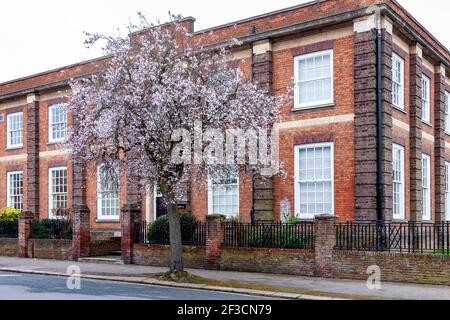 Northampton, Regno Unito Meteo. 11 Marzo 202. Cherry Blossom illuminando una giornata altrimenti opaca mite in Ardington Road. Credit: Keith J Smith./Alamy Live Foto Stock