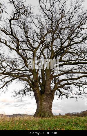 Una grande quercia vecchia nella valle di Werra a Herleshausen in autunno Foto Stock