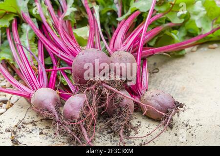 Barbabietola Boltardy, barbabietole, barbabietole da giardino o barbabietola rossa e foglie di barbabietola sul terreno dopo la raccolta, Regno Unito Foto Stock