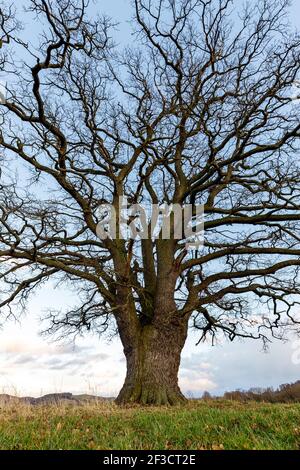 Una grande quercia vecchia nella valle di Werra a Herleshausen in autunno Foto Stock