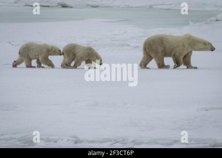 Orso polare della madre e due cuccioli (ursus maritimus) sulla tundra, Churchill, Canada Foto Stock