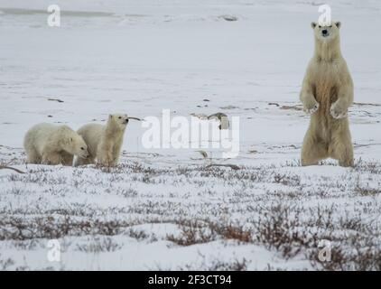 Orso polare della madre e due cuccioli (ursus maritimus) sulla tundra, Churchill, Canada Foto Stock