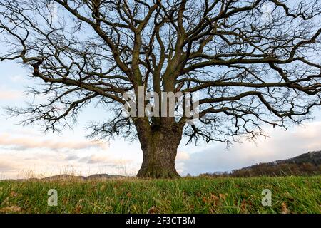 Una grande quercia vecchia nella valle di Werra a Herleshausen in autunno Foto Stock