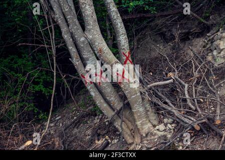 Alberi segnati con vernice rossa nella foresta per la rimozione della deforestazione causa il riscaldamento globale e il cambiamento climatico Foto Stock