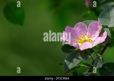 Rosa cane (Rosa Canina) su verde scuro (2) Foto Stock