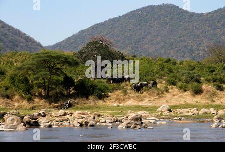 Una mandria di elefante di razza riposa all'ombra di un gigantesco albero di baobab mentre alcuni scendono verso il fiume per bere. Questi tempi sono importanti per il riposo Foto Stock