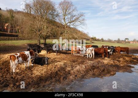Mandria di mucche in un campo in Chiltern Hills in inverno. Hambleden, Buckinghamshire, Regno Unito Foto Stock