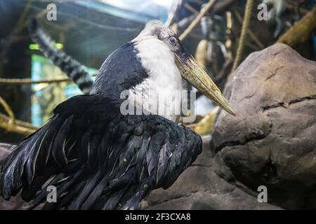 Cicogna di marabou (Leptoptilos crumenifer) -- uccello di vampate della famiglia dei cicogne Ciconiidae Foto Stock