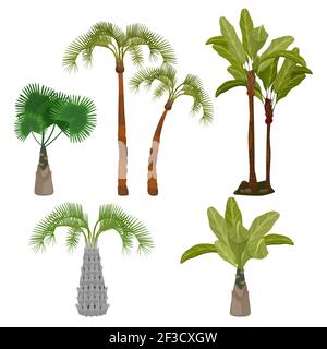 Palme. Spiaggia california piante brasile hawaii giardino palme foglia vettore cartoon collezione Illustrazione Vettoriale