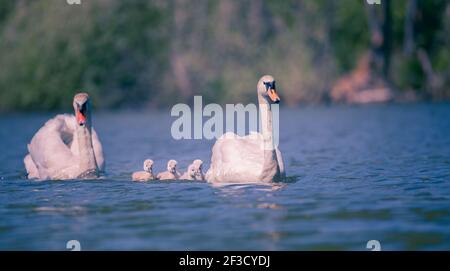 I cigni giovani guardano la loro madre mentre cercano il cibo. La foto migliore. Foto Stock