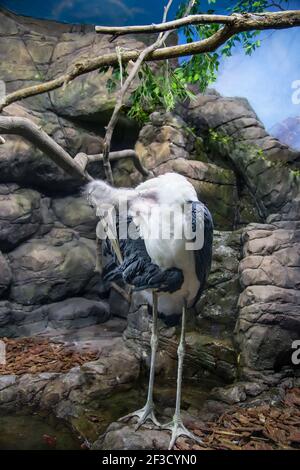 Cicogna di marabou (Leptoptilos crumenifer) -- uccello di vampate della famiglia dei cicogne Ciconiidae Foto Stock