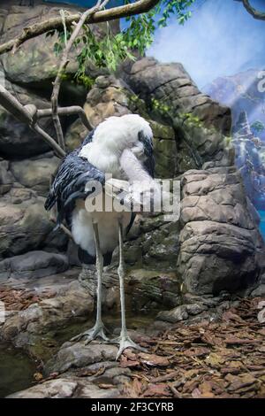 Cicogna di marabou (Leptoptilos crumenifer) -- uccello di vampate della famiglia dei cicogne Ciconiidae Foto Stock