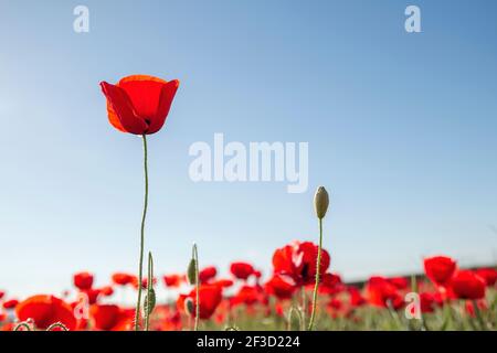 Rosso papavero fiori selvatici fiorire nei campi primavera, cielo blu sfondo, copia spazio Foto Stock