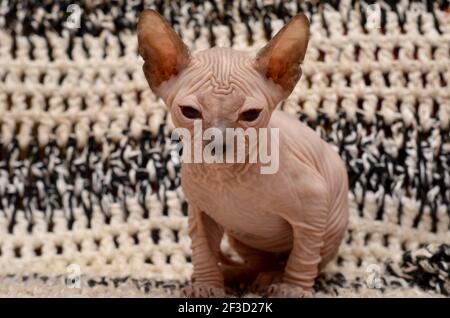 Carino piccolo gatto sfinge. Don Sphynx gattino su sfondo bianco e nero Foto Stock