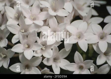 Pentas lanceolata, fiori bianchi grappoli egiziani Foto Stock