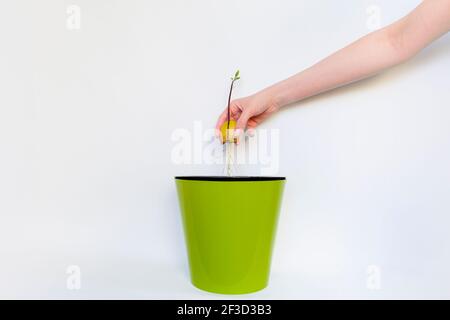 Petali di rubino su nero Foto Stock