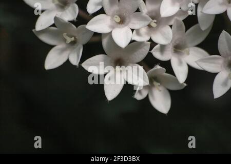Pentas lanceolata, fiori bianchi grappoli egiziani Foto Stock