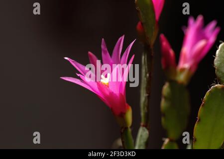 Hatiora rosea o Rosa Pasqua Cactus succulento pianta fiore rosa primo piano Foto Stock