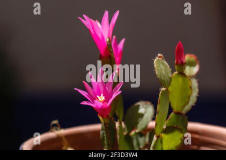 Hatiora rosea o Rosa Pasqua Cactus succulento pianta fiore rosa primo piano Foto Stock