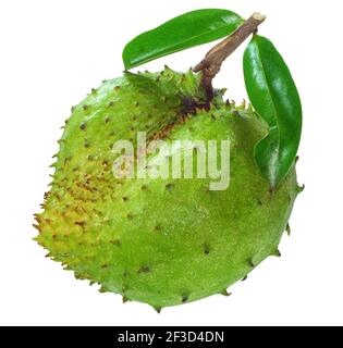 Soursop o frutta di mela di Custard isoata su sfondo bianco Foto Stock