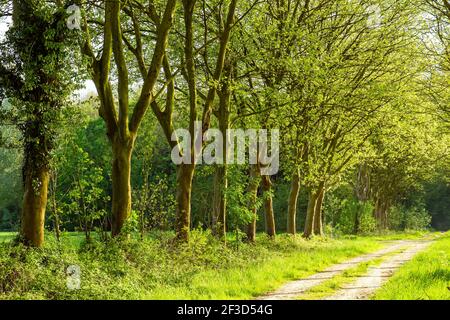 Avenue of London Plane Trees in primavera verde contide Foto Stock