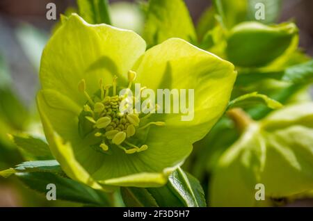 Impianto di fioritura Eurasian Helleborus, foto in primo piano della pianta di hellebores Foto Stock