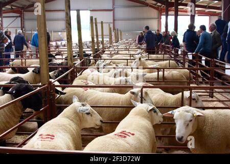 Logie Durno in vendita fattoria, Insch Aberdeenshire Foto Stock