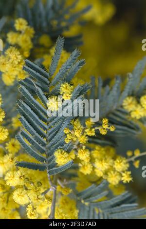 Particolare di acacia dealbata fiorente foglie verdi argentate e giallo fiori Foto Stock