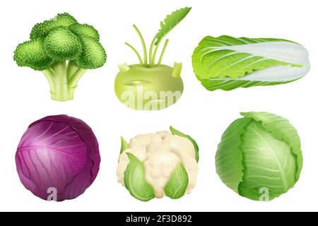 Set di cavoli. Verde nutrizione oggetti agricoli cibo vegetariano naturale sano prodotti freschi vettore immagini realistiche collezione Illustrazione Vettoriale