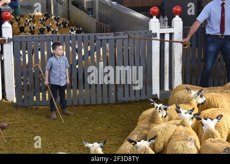 Scoth Mule ewe agnelli in vendita a Wallets Marts, Castle Douglas, Scozia Foto Stock