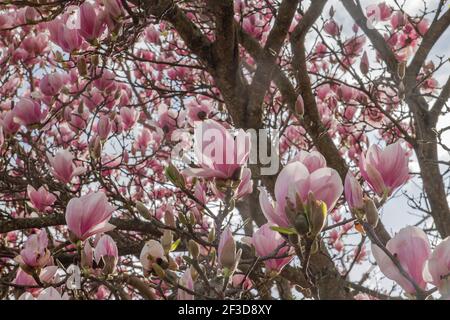 Fiori rosa dell'albero di Magnolia che fioriscono all'inizio della primavera Foto Stock