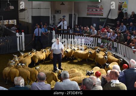 Scoth Mule ewe agnelli in vendita a Wallets Marts, Castle Douglas, Scozia Foto Stock