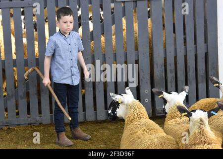 Scoth Mule ewe agnelli in vendita a Wallets Marts, Castle Douglas, Scozia Foto Stock