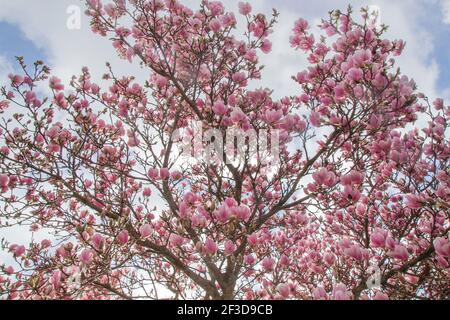 Fiori rosa dell'albero di Magnolia che fioriscono all'inizio della primavera Foto Stock