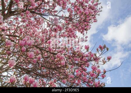 Fiori rosa dell'albero di Magnolia che fioriscono all'inizio della primavera Foto Stock