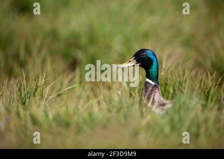 Colpo di testa di un Drake Mallard che sbirta sopra l'erba lunga dentro Profilo su Flatey Island in Islanda durante l'estate Foto Stock