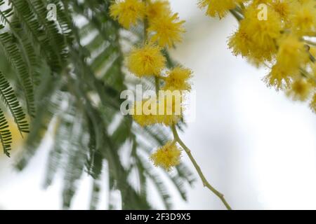 Gattonio d'argento fiori gialli fioriti in primavera Foto Stock