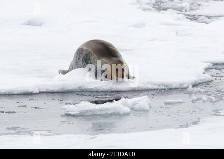 Bearded Seal - entrare in mare dal mare ghiaccio di pesca Erignathus barbatus Svalbard (Spitsbergen) Norvegia MA001745 Foto Stock