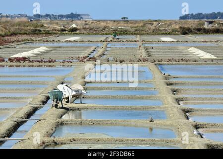 Batz-sur-Mer (Francia nord-occidentale): Paludi saline con mucchi di sale che asciugano al sole Foto Stock