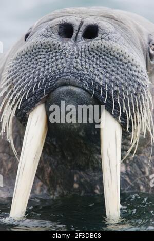 Walrus - maschio in mare Odobenus rosmarus Svalbard (Spitsbergen) Norvegia MA001767 Foto Stock