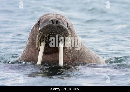 Walrus - maschio in mare Odobenus rosmarus Svalbard (Spitsbergen) Norvegia MA001776 Foto Stock