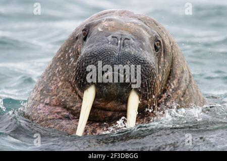 Walrus - Male in mare Odobenus rosmarus Svalbard (Spitsbergen) Norvegia MA001823 Foto Stock