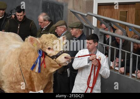 Bull vendite Stirling, Scozia Foto Stock