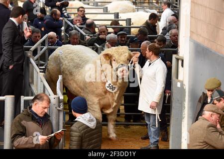 Stirling Bull sale, Scozia Foto Stock