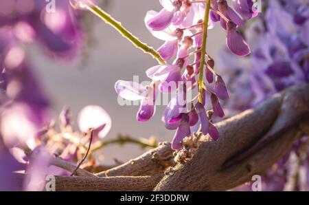 Wisteria fiori viola fiorire in primavera Foto Stock